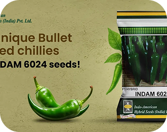 Indam 6024 Chilli A Promising Hybrid For Long Harvesting